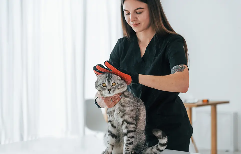 Pet Groomer with a cat