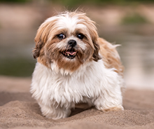 How to Find a Trusted Pet Grooming Service